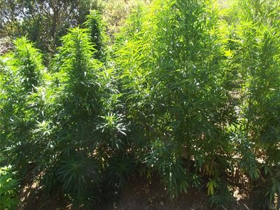 Εντοπίστηκε μεγάλη φυτεία κάνναβης στη Λευκάδα